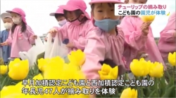 子ども達がチューリップの花の摘み取りを体験(BBT)