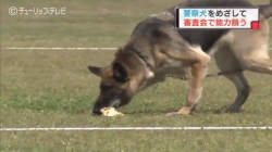 犯罪捜査に貢献警察犬審査会(チューリップ)