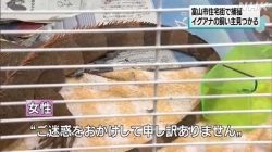 富山市のイグアナ飼い主見つかる(NHK)