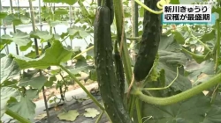 新川きゅうりの収穫が最盛期(NHK)