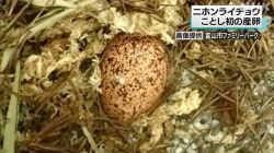 ニホンライライチョウ　ことし初の産卵確認(NHK)