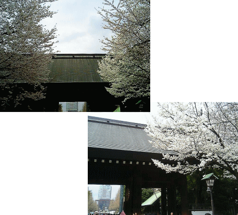 靖国神社 桜