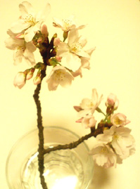 もさっと花がついている