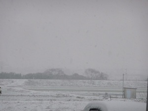 朝雪
