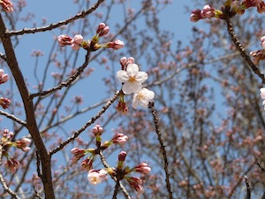 120329さくら