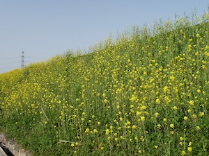 2012菜の花