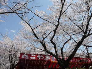 2012さくら