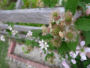 12ぶらべり実