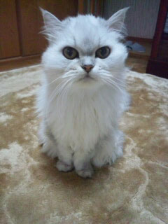 ペルシャ猫のメイちゃん実物