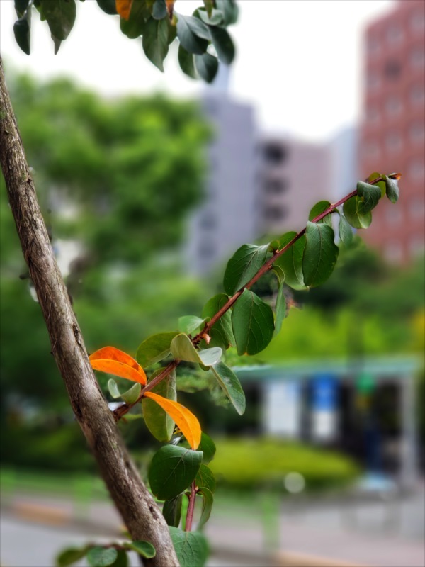 てくてく