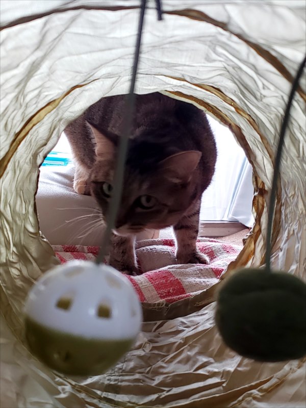 シャオラン、キャットトンネル