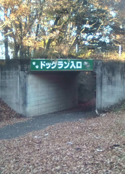 森林公園のドッグラン