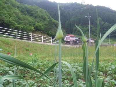 にんにくの芽