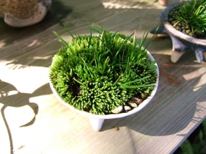 bonsai