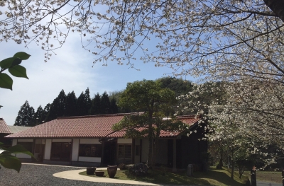 山桜 2018.JPG