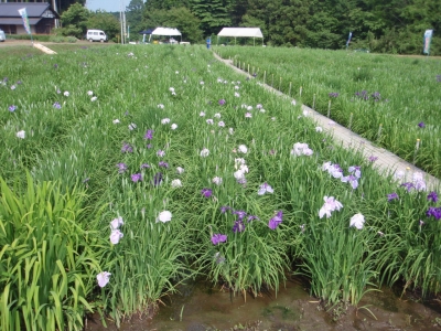 6月12日の様子です
