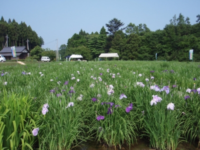 開花は遅れていましたが…