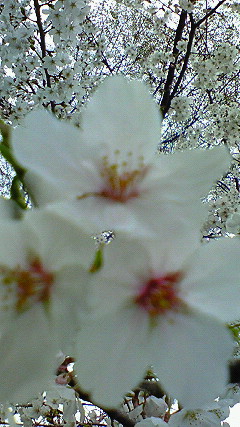 NEC_0051.jpg