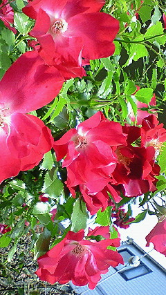 NEC_0111.jpg
