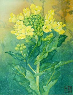 佐々木経二_菜の花
