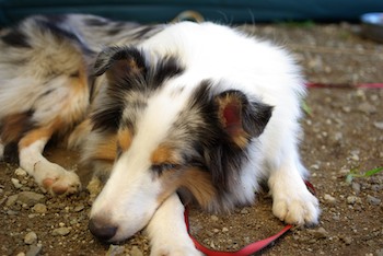 ずいぶん大きくなったけど、まだ子犬顔だね(笑)