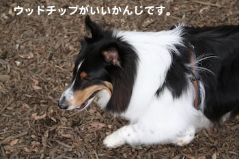 ウッドチップですね