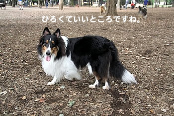 ひろくて良い感じです。