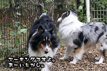マーキングですよ。