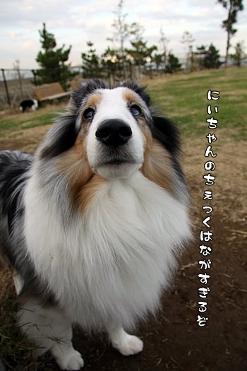 じらされるKite