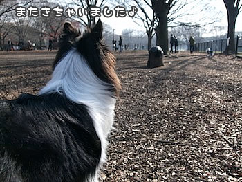 きちゃった