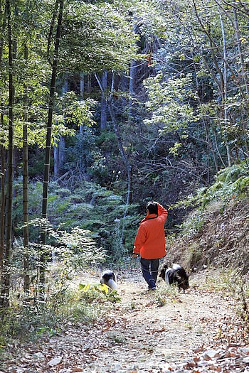 林間コース