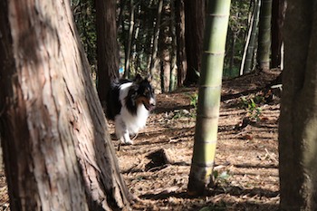 Maikiが野生化!?