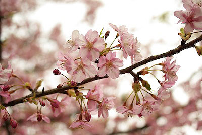桜