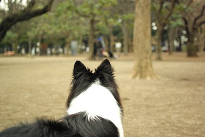 ドッグラン