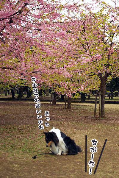 桜と兄ちゃん