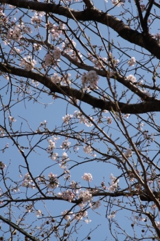 桜!