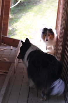 小屋を探見
