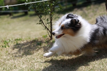 ごきげんKite