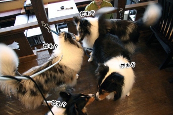 看板犬とご挨拶