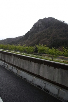 狩野川沿いの若い桜並木