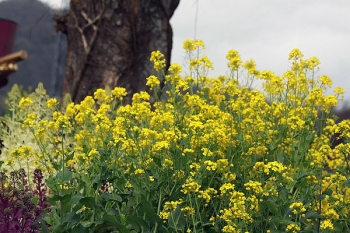 菜の花