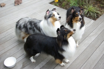 3シェルティ