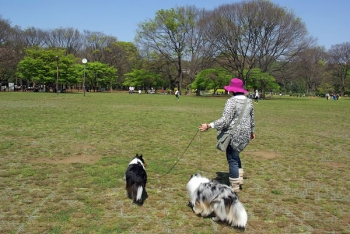 かんかん照り?