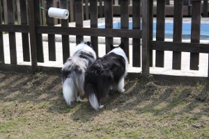 プールを覗く二匹