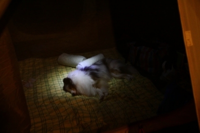 疲れて眠るカイちゃん
