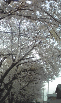 100404_1750~01.jpg