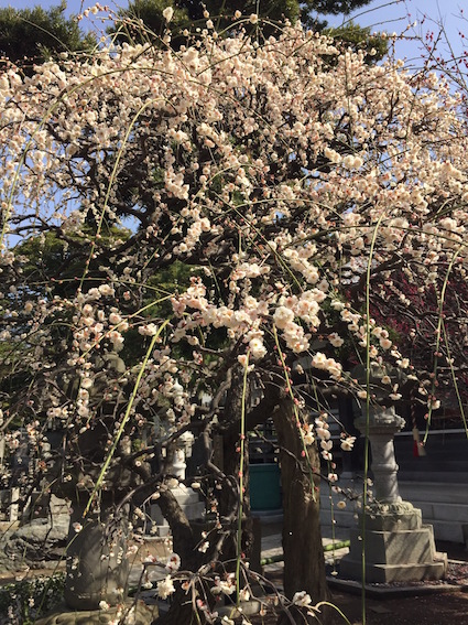 IMG_2722 のコピー.JPG