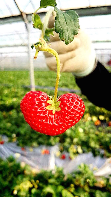 IMG_2870 のコピー.JPG