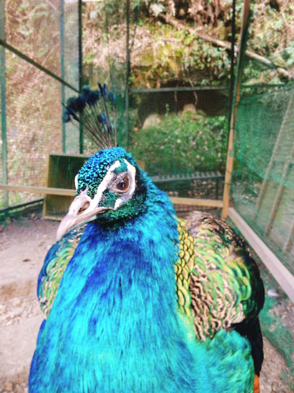IMG_7748 のコピー.JPG