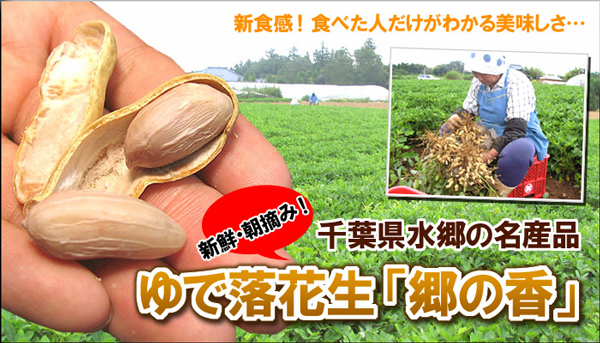 ゆで落花生 郷の香 千葉県 産地直送